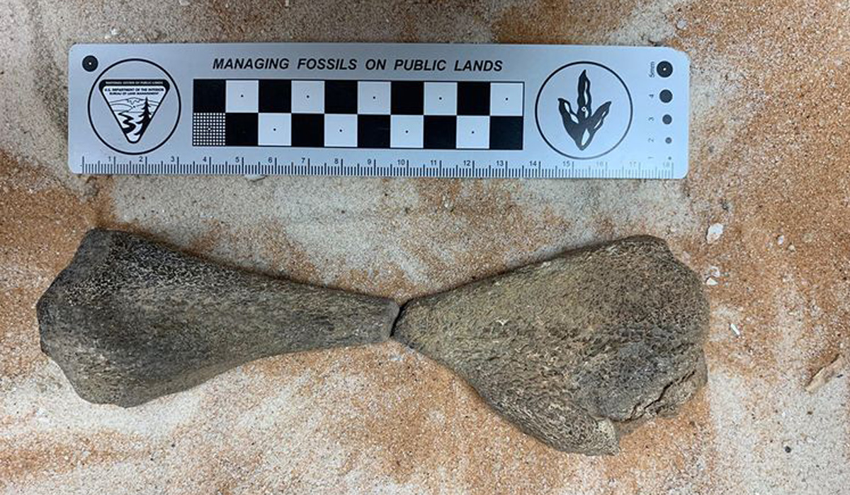 Fossil of 80m-year-old lizard found in Saudi Arabia